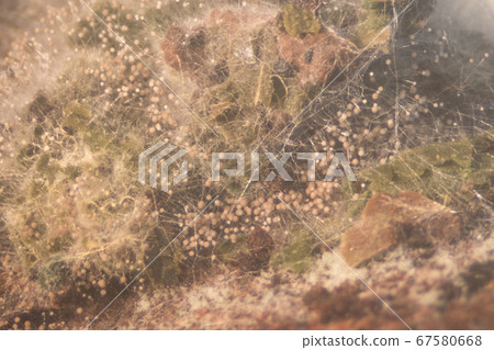 Backgrounds Colony Characteristics of Rhizopus (bread mold) is a genus of common saprophytic fungi, Rhizopus (bread mold) under the microscope. Backgrounds Colony Characteristics of Rhizopus (bread mold) is a genus of common saprophytic fungi, Rhizopus (bread mold) under the microscope. 67580668