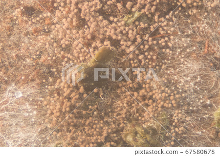 Backgrounds Colony Characteristics of Rhizopus (bread mold) is a genus of common saprophytic fungi, Rhizopus (bread mold) under the microscope. 67580678