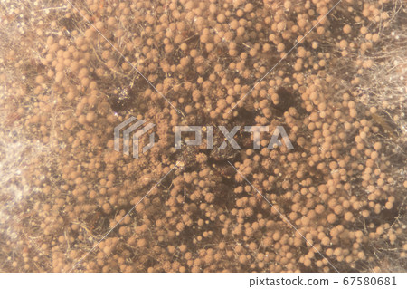 Backgrounds Colony Characteristics of Rhizopus (bread mold) is a genus of common saprophytic fungi, Rhizopus (bread mold) under the microscope. Backgrounds Colony Characteristics of Rhizopus (bread mold) is a genus of common saprophytic fungi, Rhizopus (bread mold) under the microscope. 67580681