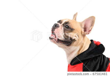Side view of  French Bulldog wearing a cute and 67581481