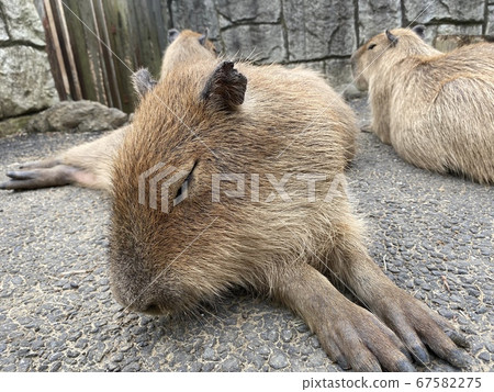 Contact zoo with capybara Contact zoo with capybara 67582275