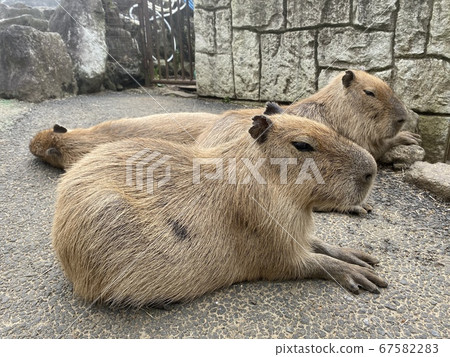 與水豚聯繫動物園 與水豚聯繫動物園 67582283
