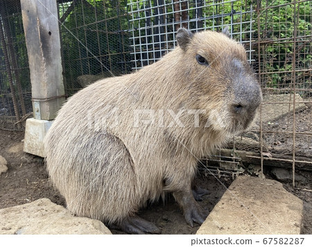 與水豚聯繫動物園 與水豚聯繫動物園 67582287