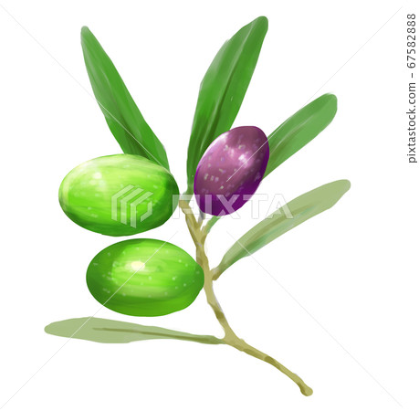 Olive fruit Olive fruit 67582888