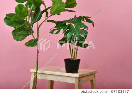 Artificial plant, Fiddle leaf fig tree and monstera planted black pot on pink background 67583327