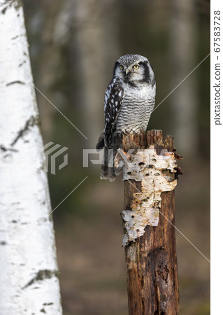Portrait of Northern hawk owl (Surnia ulula) 67583728