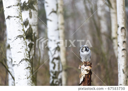 Portrait of alone Northern hawk owl (Surnia ulula) Portrait of alone Northern hawk owl (Surnia ulula) 67583730