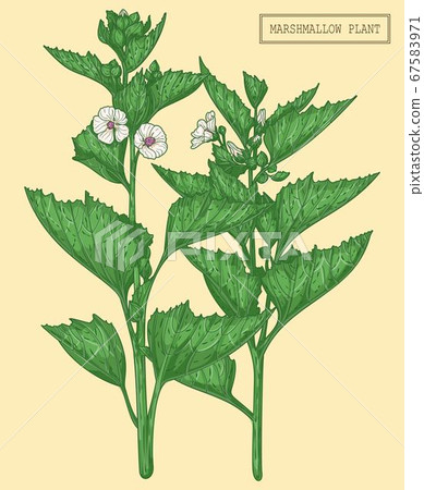 Medical marshmallow plant Medical marshmallow plant 67583971