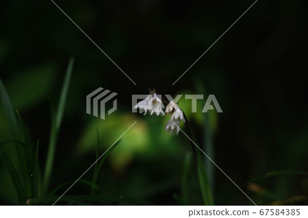 Mustache flower in the forest Mustache flower in the forest 67584385