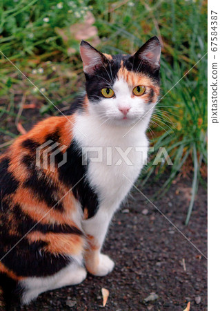 curious calico cat sitting outside. predator in 67584387
