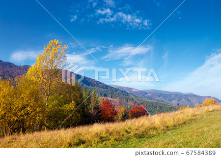 mountain landscape in autumn. forest in fall 67584389