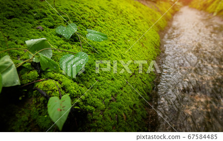 Green mosses plant and leaf in rain forest. Green mosses plant and leaf in rain forest. 67584485