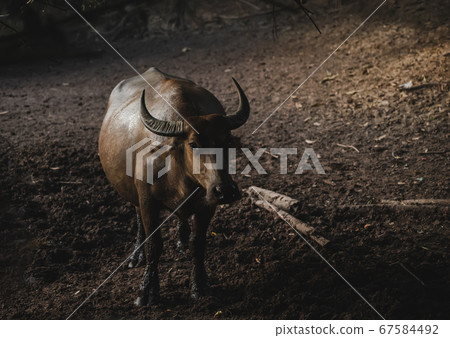 Asian water buffalo with outdoor low lighting. 67584492