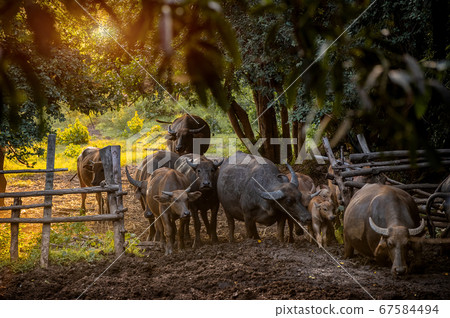 Asian water buffalo with outdoor low lighting. 67584494