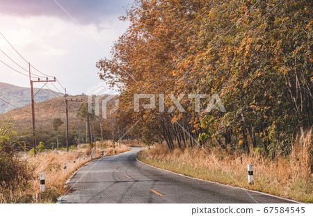 Road  in autumn season nature. 67584545