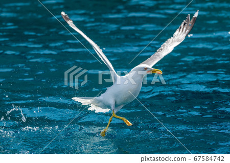 Gull hunting down fish Gull hunting down fish 67584742