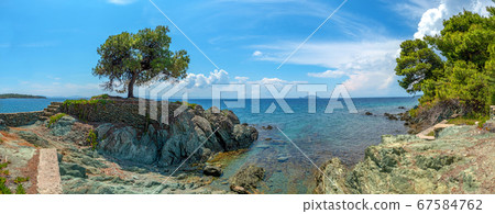 Lonely tree on the rock in the sea background Lonely tree on the rock in the sea background 67584762