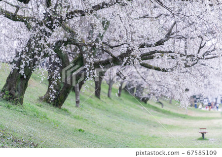 A row of cherry trees along the Kisogawa bank 67585109