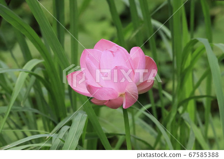 Lotus flower bloom gracefully 67585388