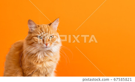 Cute ginger cat on bright orange background. Portrait of proud fluffy pet. Banner with furry domestic cat and copy space. 67585821