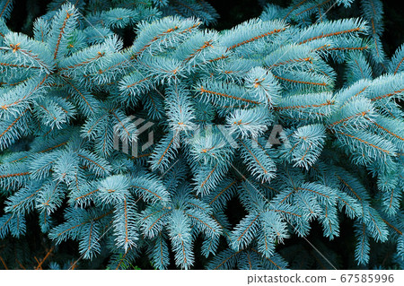 Blue spruce as background and graphic resource. 67585996