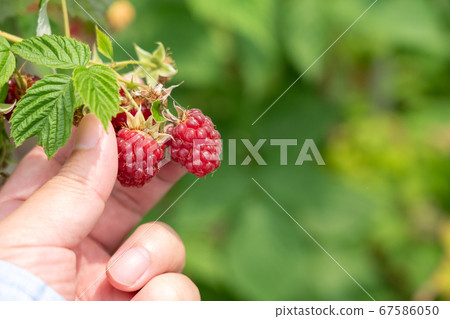 紅樹莓的栽培與收穫(6月)家庭花園 紅樹莓的栽培與收穫(6月)家庭花園 67586050