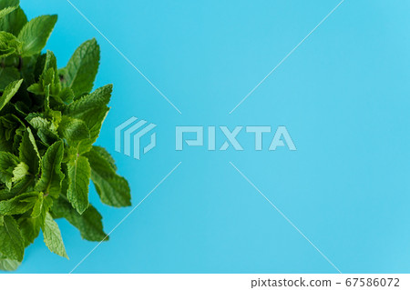 Cafes and restaurants, refreshing drinks, natural products, healthy food concept - laying out bundles of fresh green twigs and mint leaves lying on a pile bright blue background copy space. Cafes and restaurants, refreshing drinks, natural products, healthy food concept - laying out bundles of fresh green twigs and mint leaves lying on a pile bright blue background copy space. 67586072