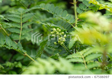 After the rain, wet peppercorns (May) Home garden After the rain, wet peppercorns (May) Home garden 67586097