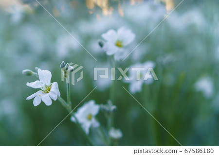 Floristics, botany concept - delicate little white flowers from lower macro angle against background of sunset with soft focus copy space. Closeup of Stellaria holostea L. family Caryophyllaceae. Floristics, botany concept - delicate little white flowers from lower macro angle against background of sunset with soft focus copy space. Closeup of Stellaria holostea L. family Caryophyllaceae. 67586180