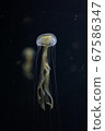 漂浮的水母 67586347
