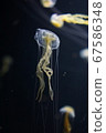 漂浮的水母 67586348