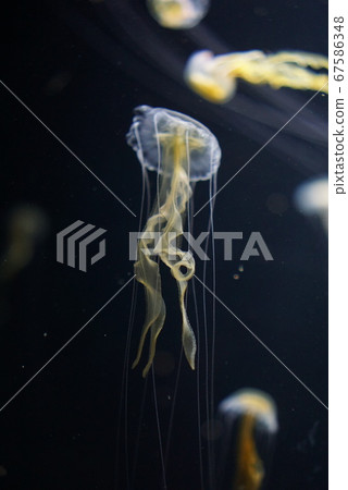 漂浮的水母 67586348