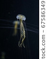 漂浮的水母 67586349