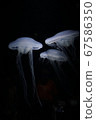 漂浮的水母 67586350