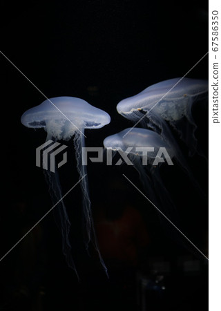 漂浮的水母 漂浮的水母 67586350