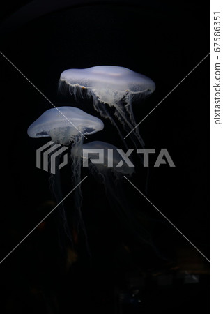 漂浮的水母 漂浮的水母 67586351