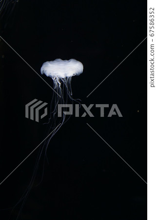 漂浮的水母 67586352