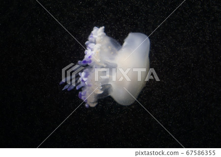 漂浮的水母 漂浮的水母 67586355