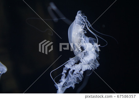 Floating jellyfish 67586357