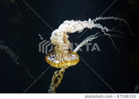 Floating jellyfish Floating jellyfish 67586358