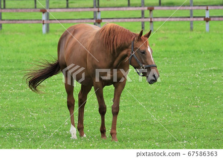 馬純種馬 67586363