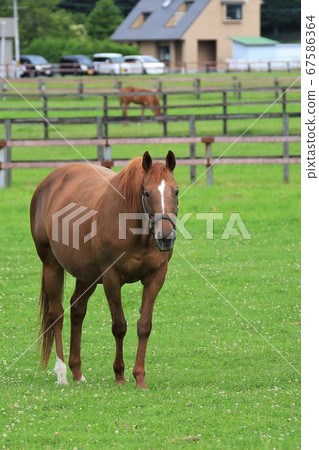 馬純種馬 馬純種馬 67586364