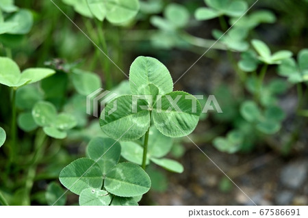可愛的四葉草 67586691