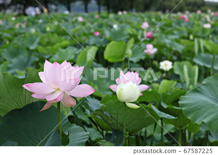 Lotus Lotus 67587225