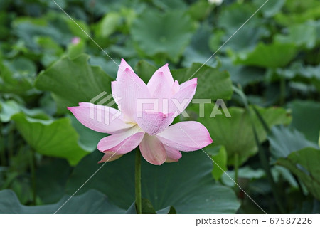 Lotus Lotus 67587226