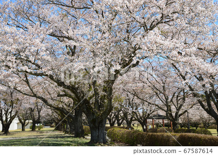 I went to Sakura Space Park #33 I went to Sakura Space Park #33 67587614