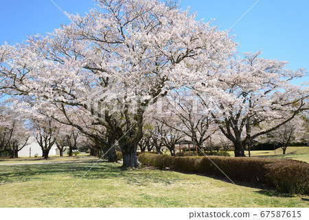 I went to Sakura Space Park #32 I went to Sakura Space Park #32 67587615