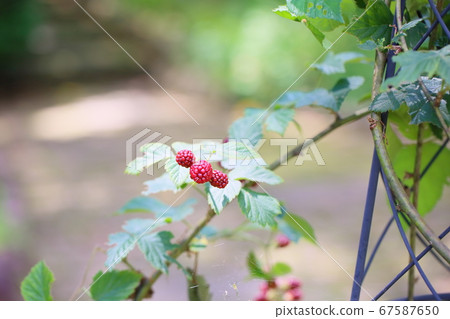 黑莓果實 67587650