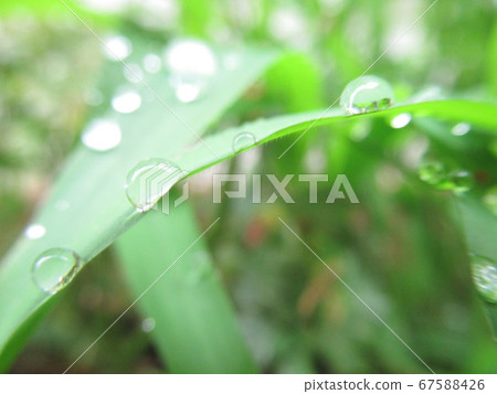 Morning dew 67588426