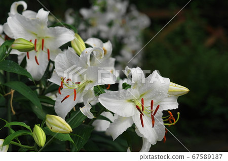 七月塔瑪94莉莉(卡薩布蘭卡),莉莉家庭,塔瑪綠色生活中心 七月塔瑪94莉莉(卡薩布蘭卡),莉莉家庭,塔瑪綠色生活中心 67589187